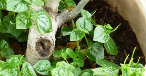 Bài thuốc chữa viêm họng hiệu quả bất ngờ từ rau càng cua