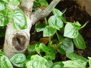Bài thuốc chữa viêm họng hiệu quả bất ngờ từ rau càng cua