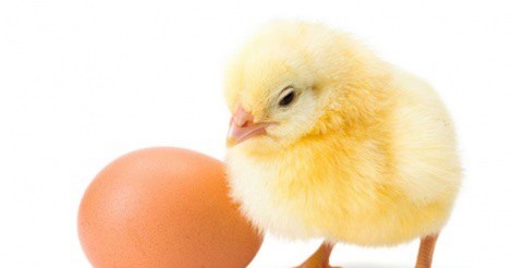 Đã tìm ra được đáp án cho câu hỏi "gà hay trứng có trước?"