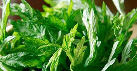 Mùa đông không lo nhiễm lạnh nhờ ngải cứu