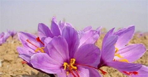 Nhụy hoa huệ tây – loại gia vị, thảo dược có giá đắt hơn vàng