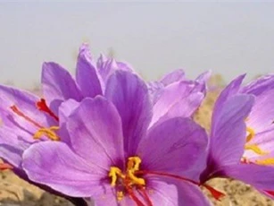 Nhụy hoa huệ tây – loại gia vị, thảo dược có giá đắt hơn vàng