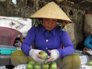 Tiền Giang xuất khẩu lô vú sữa đầu tiên sang Mỹ