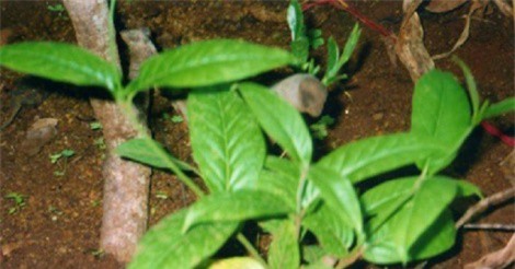 Cây Tơm trơng - “khắc tinh” của bệnh gout mạn tính