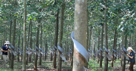 Cổ phần hóa Công ty mẹ - Tập đoàn Công nghiệp cao su Việt Nam