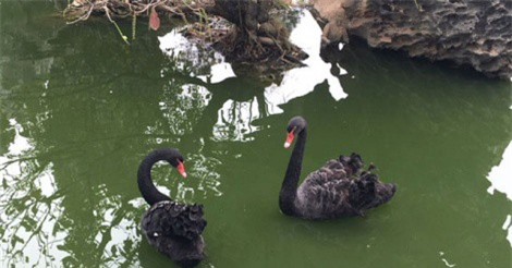 Đại gia Hà Thành mua thiên nga đen thả non bộ ngắm chơi