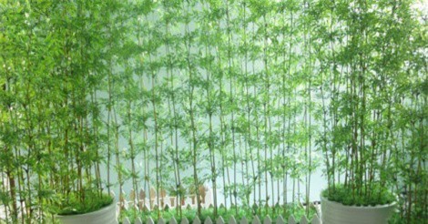 Vì sao cuối năm nên trồng cây tre trong nhà?
