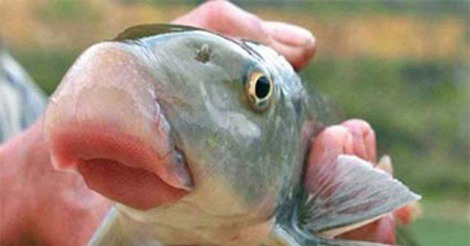 12 đặc sản 'tiến vua' nức tiếng của Việt Nam