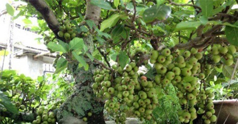 Bí quyết trồng và chăm sóc sung cảnh ra quả dịp Tết cực dễ