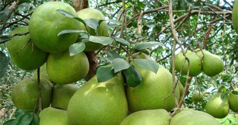 Bưởi miền Tây vươn ra thị trường thế giới