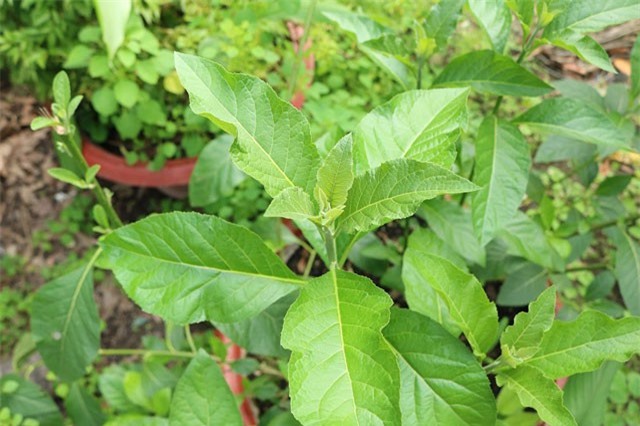 Cách dùng cây mật gấu để giảm cân