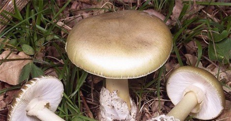 Đâu là cách tốt nhất để phân biệt nấm độc và nấm lành?