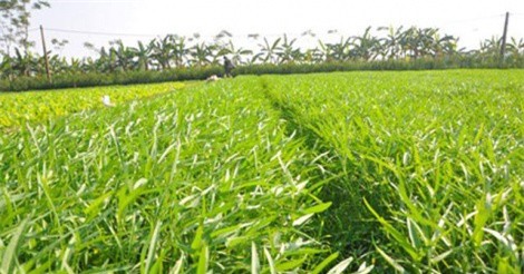 Du học Châu Âu về làm rau sạch, hai chàng trai Bắc Ninh thu tiền tỷ/năm