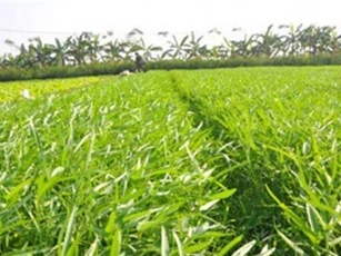 Du học Châu Âu về làm rau sạch, hai chàng trai Bắc Ninh thu tiền tỷ/năm