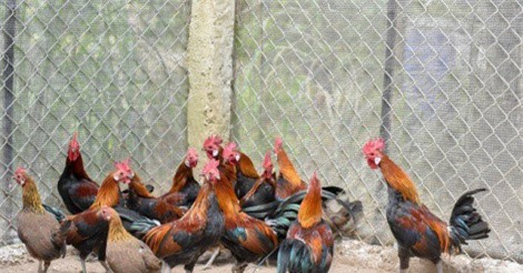 Gà rừng tai trắng quý hiếm bạc triệu ở Thủ đô: Chưa Tết đã hết hàng