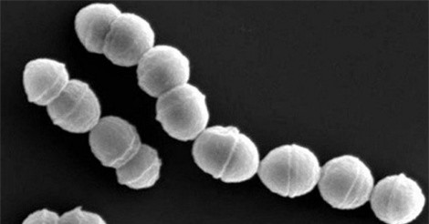 Hơn 500 người ở Nhật Bản bị nhiễm vi khuẩn "ăn thịt người" 