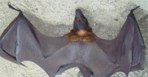 “Khóc thét” với món đặc sản nổi tiếng của Đồng Nai