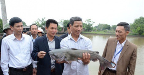 Nuôi gần 0,5ha cá nheo Mỹ ở Bắc Ninh, thu hơn 1 tỷ