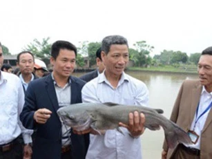 Nuôi gần 0,5ha cá nheo Mỹ ở Bắc Ninh, thu hơn 1 tỷ
