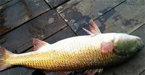 Câu được cá sủ vàng tiền tỷ suýt dùng làm mồi nhậu