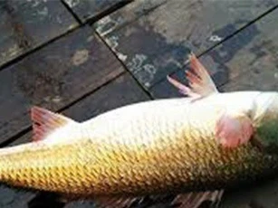 Câu được cá sủ vàng tiền tỷ suýt dùng làm mồi nhậu