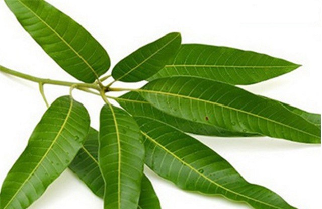 Lá xoài giúp hạ đường huyết hiệu quả không kém thuốc Tây