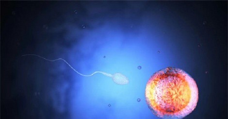 Độc đáo liệu pháp dùng tinh trùng bò để trị... ung thư cổ tử cung 