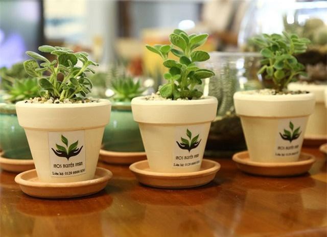 Hướng dẫn trồng cây nhất mạt hương giúp thư giãn, hợp phong thuỷ