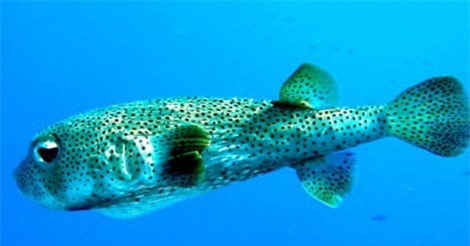 Nhặt cá nóc về ăn, cặp vợ chồng suýt tử nạn