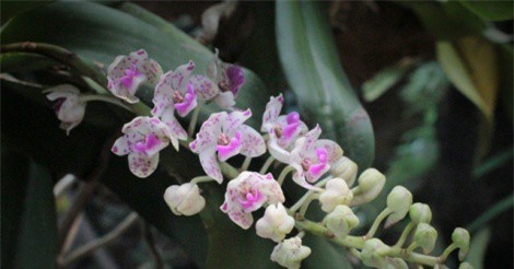 Ngắm vườn lan bạc tỷ đẹp hiếm có của đại gia Hà thành