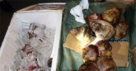 Phát hiện 19 đầu khỉ trong lô hàng trăm triệu