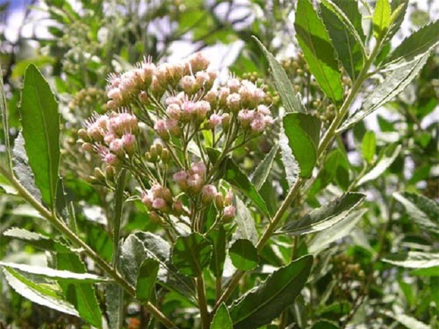 Công dụng chữa cảm sốt hiệu quả từ cây cúc tần