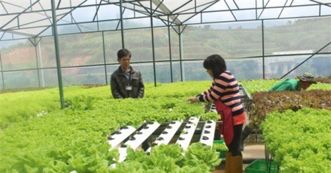 Đà Lạt đầu tư nông nghiệp công nghệ cao