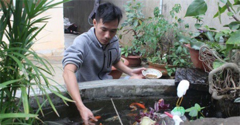 Đắk Lắk nở rộ trào lưu nuôi cá Koi Nhật Bản