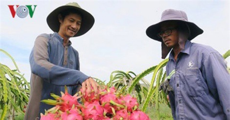 Bán tại Úc hơn 200.000 đồng/kg, nhà nông phấn khởi làm thanh long GlobalGAP