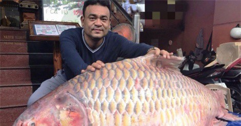 Đại gia TP.HCM “săn” cá hô từ Campuchia, Lào, Thái... làm tiệc đón Tết