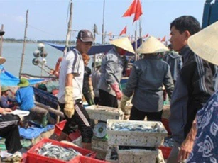 Không để EU rút “thẻ đỏ” với thủy sản Việt Nam