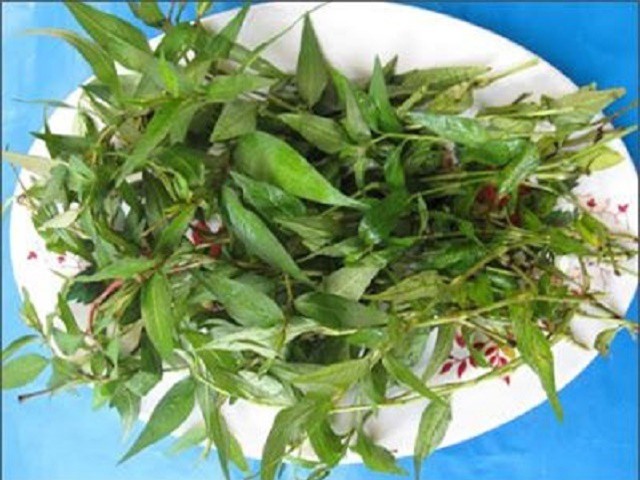 Rau răm giúp trị mụn, chữa rắn cắn hiệu quả