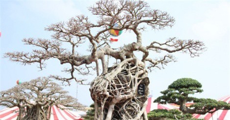 Chiêm ngưỡng siêu cây sanh cổ có giá 1,1 tỷ đồng