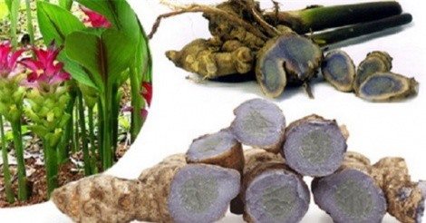 Lợi ích chữa bệnh từ nghệ đen