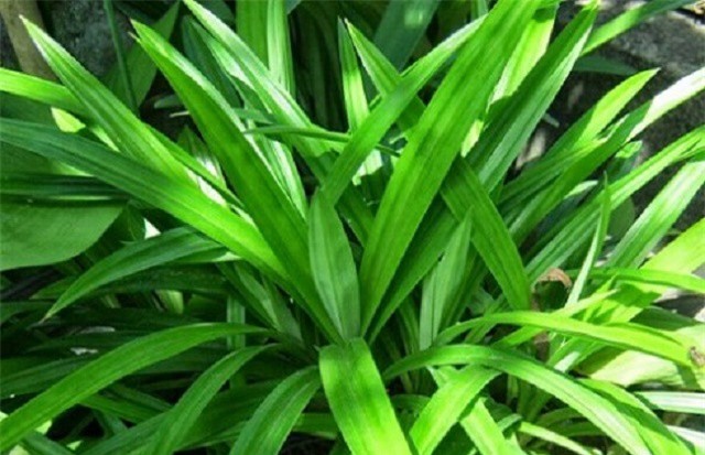 Những công dụng không ngờ của lá dứa với sức khỏe