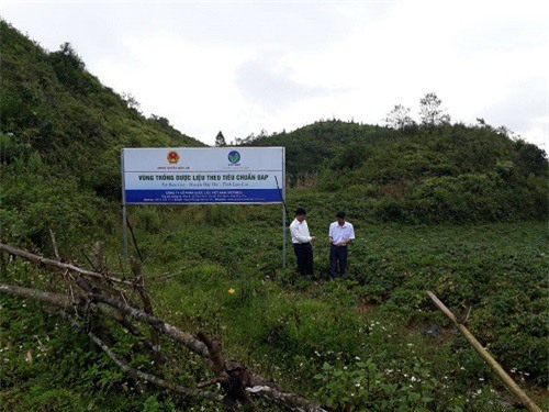 Phát triển “cây giảm nghèo” ở Bắc Hà (Lào Cai)