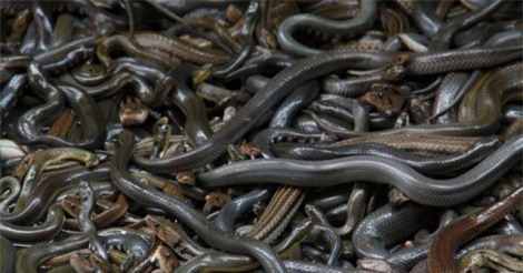 Đảo rắn Brazil - nơi kinh hoàng nhất thế giới