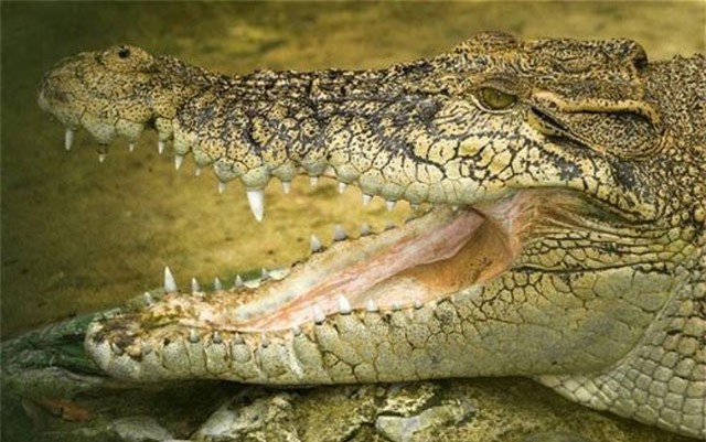 "Rợn người" với 8 hòn đảo tử thần nguy hiểm nhất thế giới