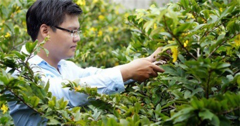 Sôi động thị trường mai lá Tết tại Phú Yên và Bình Định