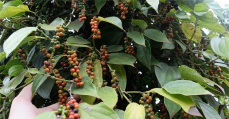 Doanh nghiệp Việt thiệt hại thế nào khi Ấn Độ áp giá sàn đối với tiêu nhập khẩu?