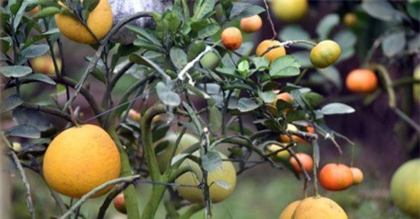 Clip: Loại cây cực "độc" có 10 loại quả cùng chín rộ vào dịp Tết