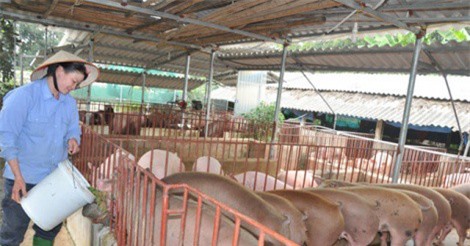 Lợn ăn giun quế, nghe nhạc giao hưởng "cháy hàng" dịp Tết