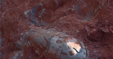 Phát hiện trứng khủng long 130 năm triệu năm vẫn còn nguyên vẹn ở Trung Quốc