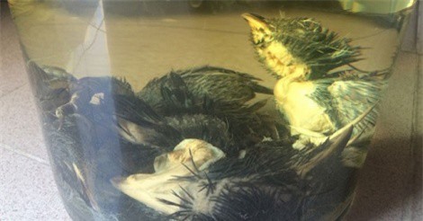 Rượu bìm bịp: Bài thuốc quý giúp bổ thận, tráng dương